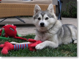 Riley with dog toy