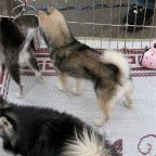 Puppies In Pen