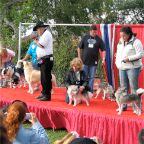 Parade of Dogs 1